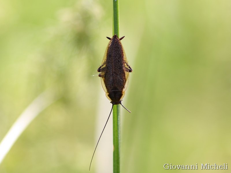 Blattellidae: Ectobius sp., maschio